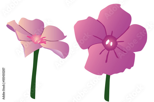 Pink spring flower