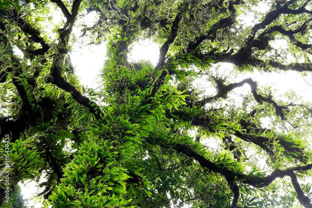 Fototapeta premium Big tree in the tropical rain forest cover with a lot of green fern (this photo taken under the rain and fog)