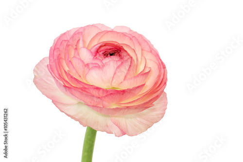 Ranunculus isolated on white background 