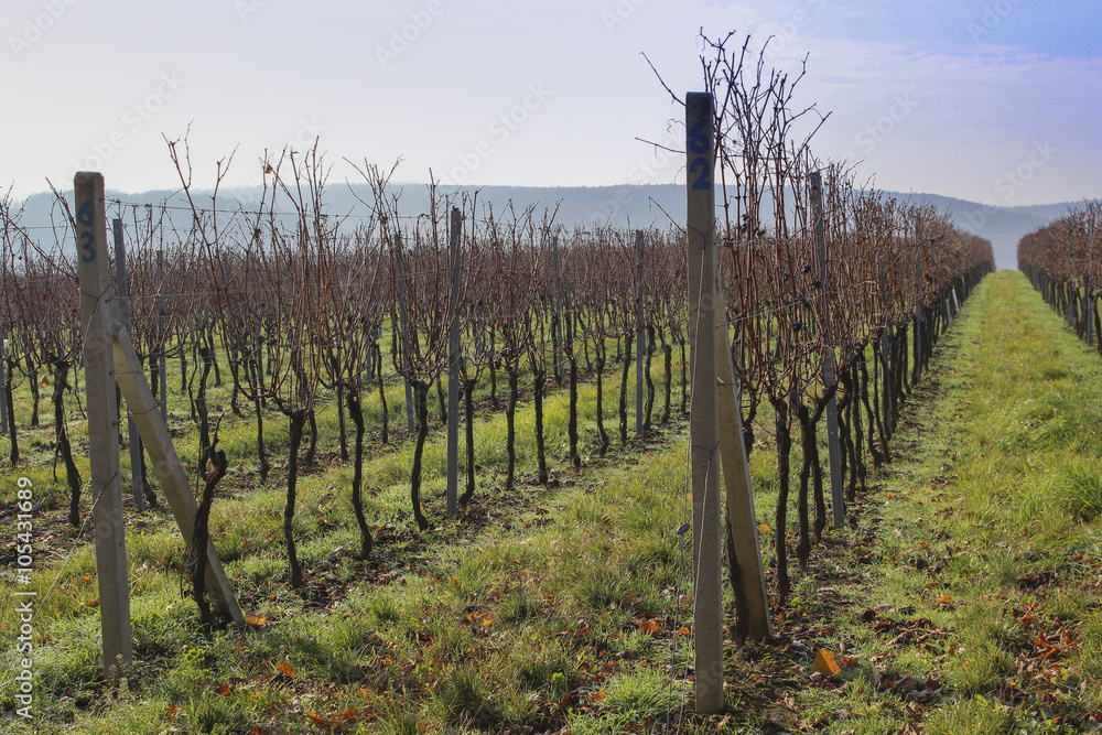 Fototapeta premium Rows of harvested grape vineyard