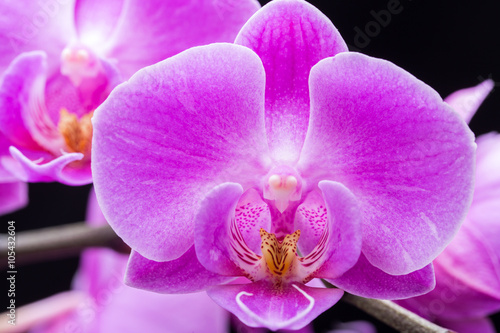 Pink streaked orchid flower  isolated on black background