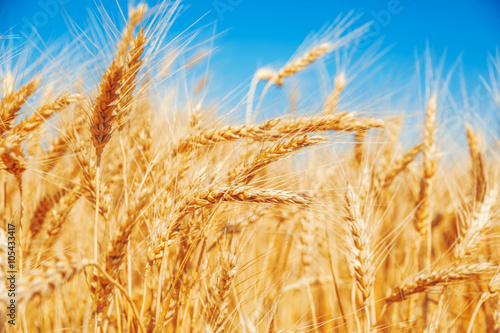 Gold wheat field and blue sky