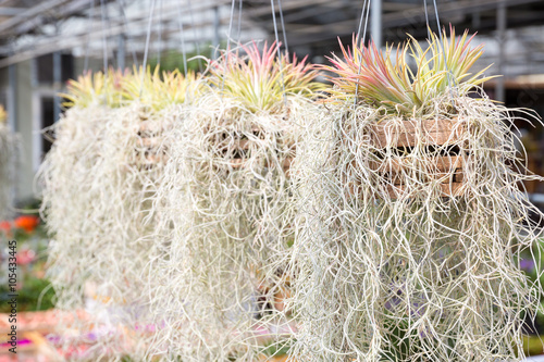 Air plant. Tillandsia (Spanish moss). photo