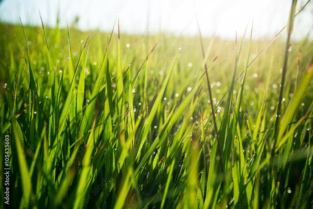 Fototapeta premium Fresh green grass with water drops on the background of sunlight beams. Soft focus