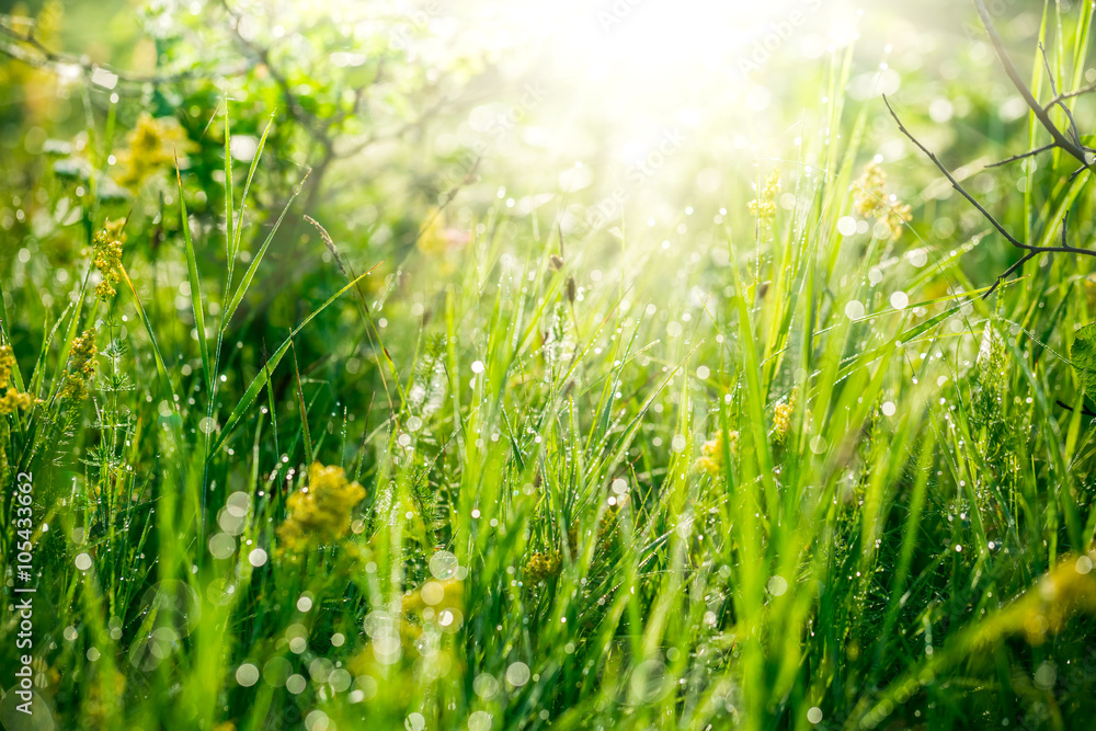 Fresh green grass with water drops on the background of sunlight beams. Soft focus