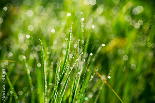 Fototapeta Naklejka Na Ścianę i Meble -  Fresh green grass with water drops on the background of sunlight beams. Soft focus