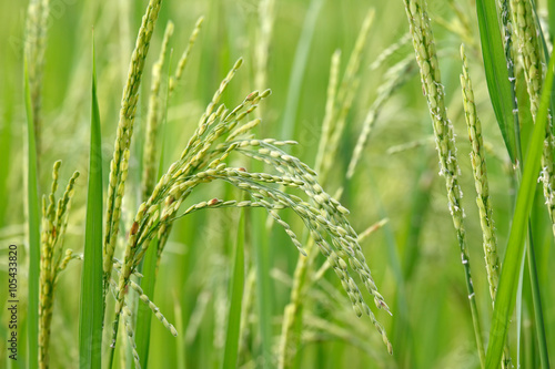 Young rice paddy seed (Oryza sativa/ Asian rice) on paddy field