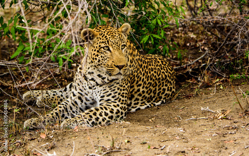 Male Leopard alert but resting