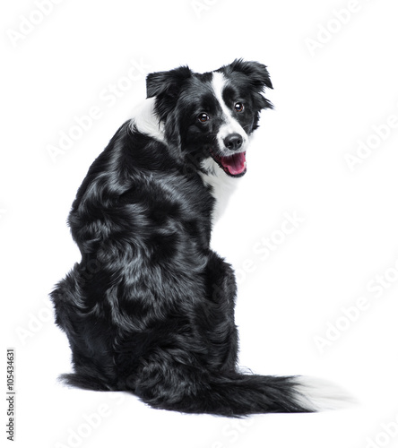 Canvas Print Portrait of a Border Collie on a light background