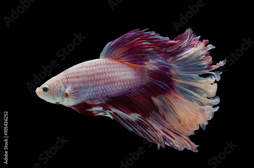 Obraz na płótnie Betta Siamese aquarium fighting fish, black background