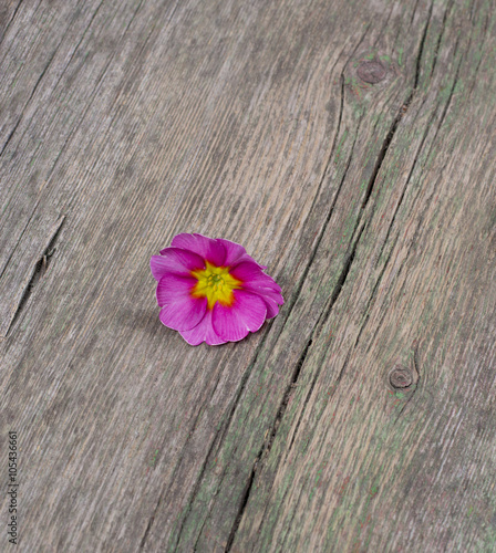 beautiful lonely pink flower on a wooden table