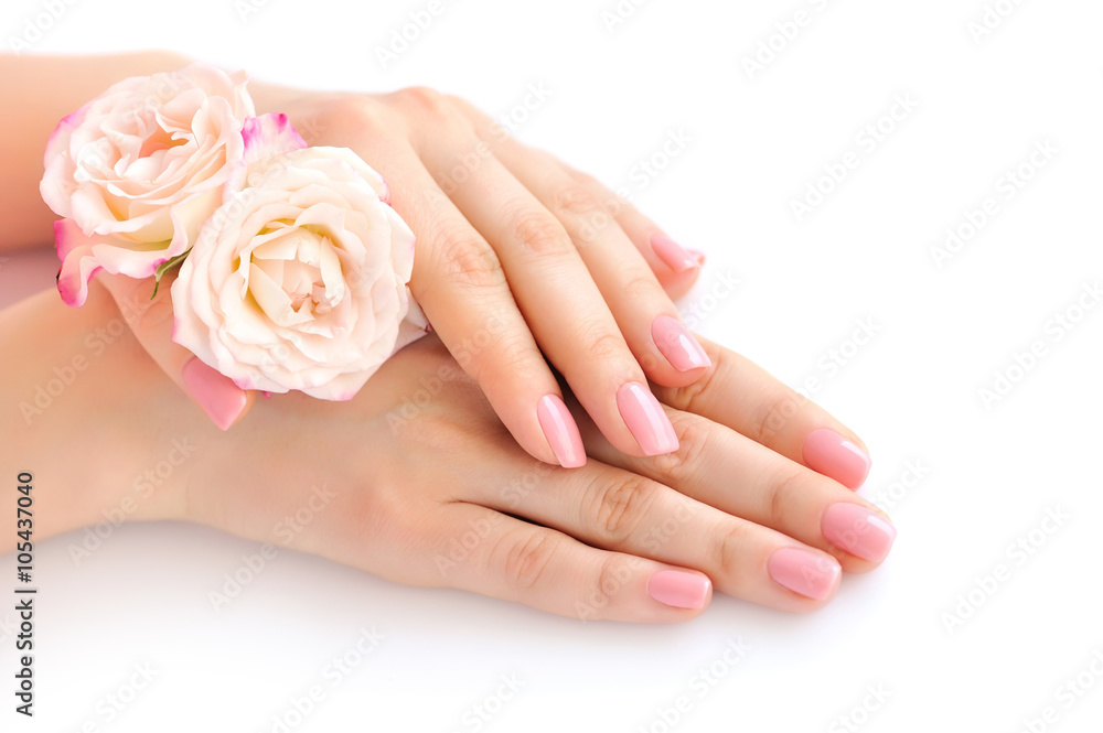 Fototapeta premium Hands of a woman with pink manicure on nails and roses against white background