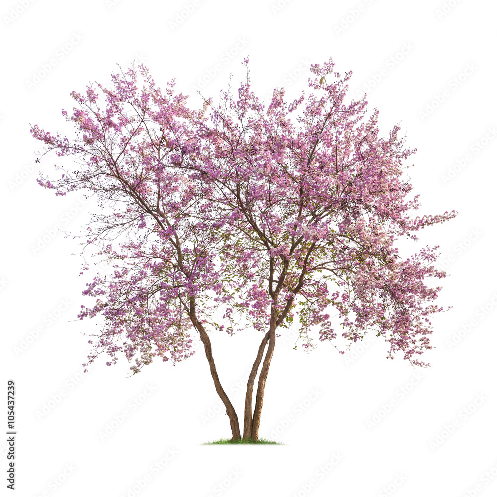 Obraz premium Isolated Lagerstroemia Loudonii tree on white background