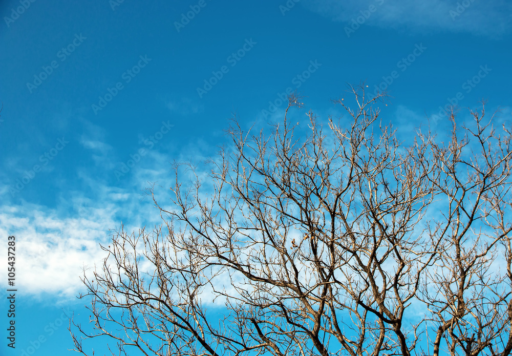 dry branch of old tree under blue sky and clouds
dry branch of old tree under blue sky and clouds