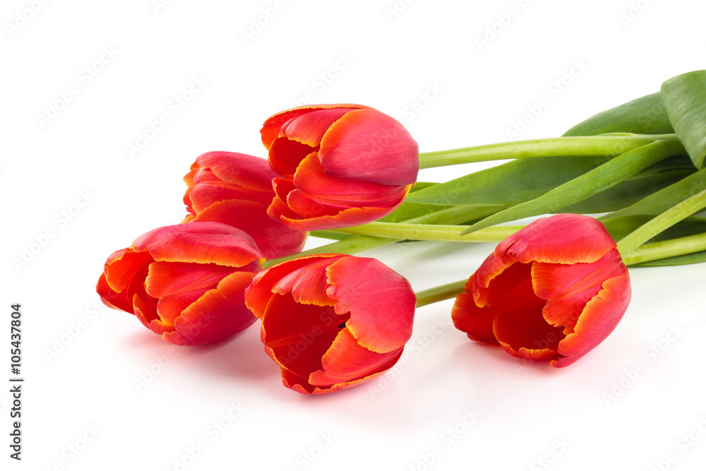 Bouquet of red tulips. Bouquet of red tulips.