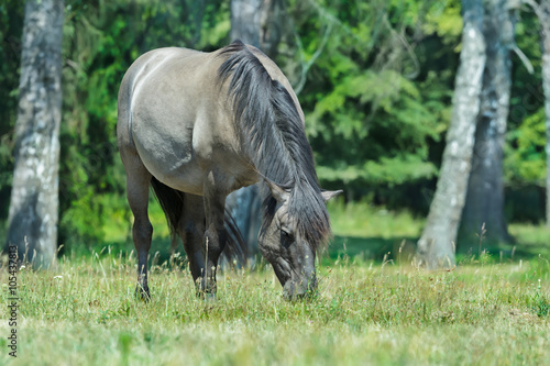 Full length portrait of grazing tarpan horse at green forest background