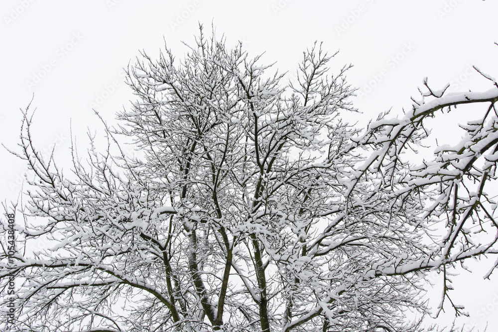 snowy treetop apple snowy treetop apple