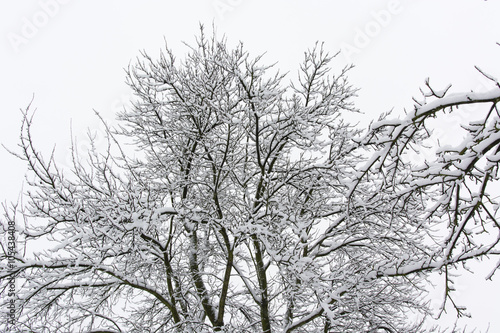 Wallpaper Mural snowy treetop apple Torontodigital.ca