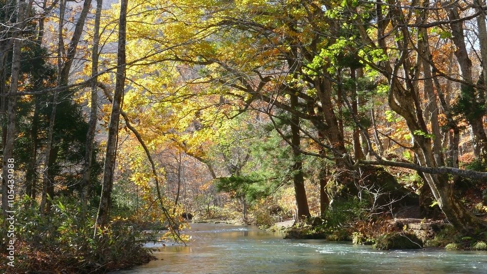 The Mysterious Oirase Stream flowing through the autumn forest in Towada Hachimantai National Park in Aomori Japan The Mysterious Oirase Stream flowing through the autumn forest in Towada Hachimantai National Park in Aomori Japan