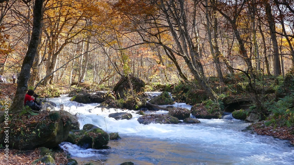The Mysterious Oirase Stream flowing through the autumn forest in Towada Hachimantai National Park in Aomori Japan The Mysterious Oirase Stream flowing through the autumn forest in Towada Hachimantai National Park in Aomori Japan