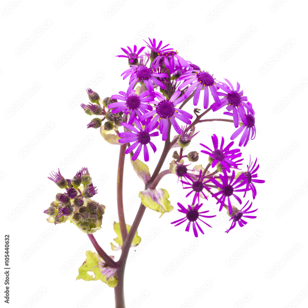 Obraz premium Pericallis webbii isolated on white