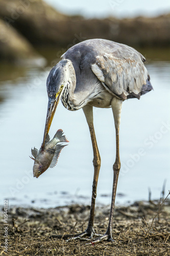 Obraz na plátně Grey heron in Kruger National park, South Africa