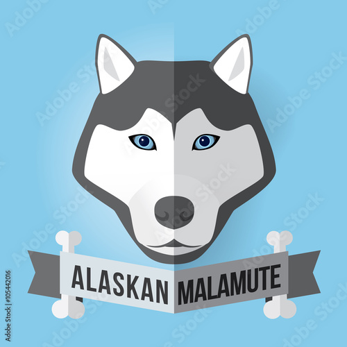 Image of a dog's face. Alaskan Malamute. Vector illustration
