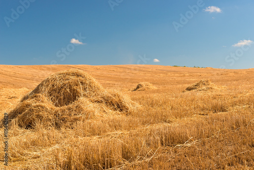 Beautiful yellow field after harvesting in a sunny day