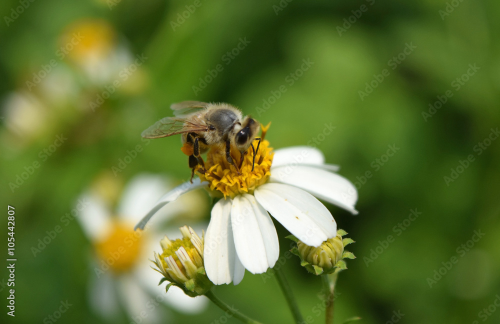 bee eat pollen of spring white flower bee eat pollen of spring white flower