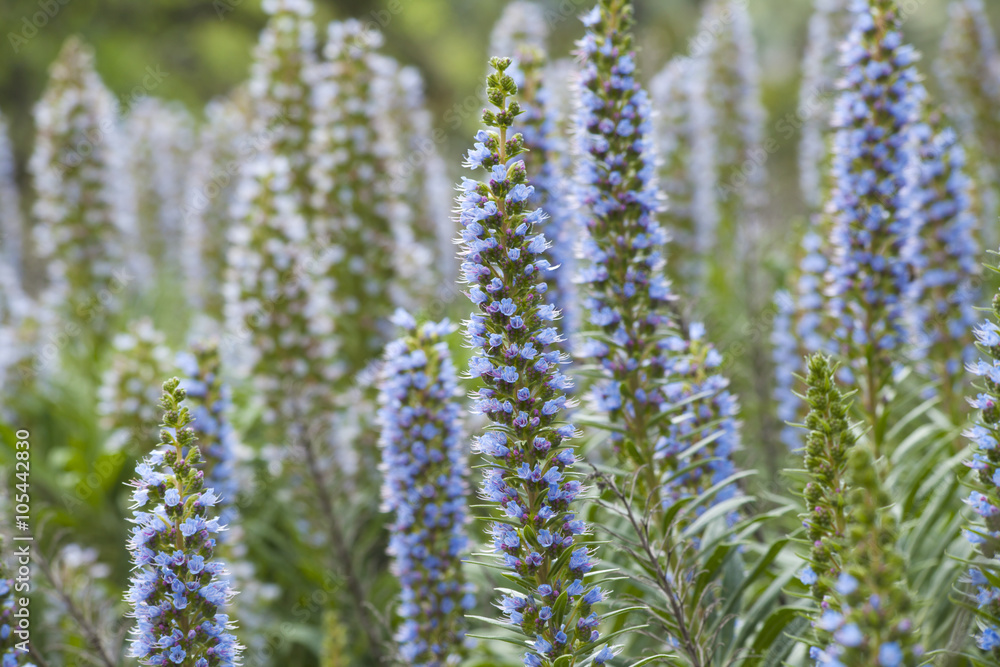Obraz premium Flora of Gran Canaria - Echium callithyrsum
