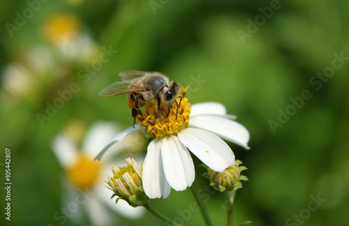 bee eat pollen of spring white flower
