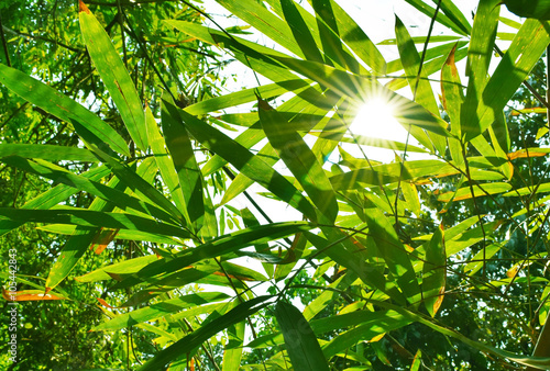 beautiful green leaf bamboo background and sun light