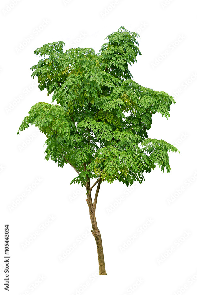 isolated neem tree on a white background (Die cutting)