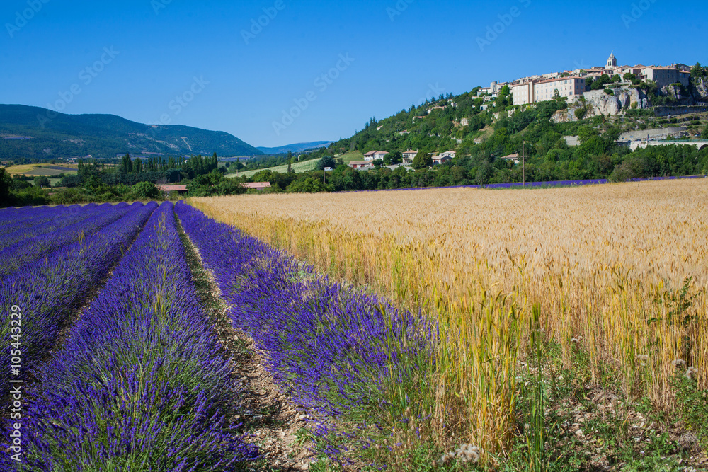 Obraz premium Tipical Provencal landscape