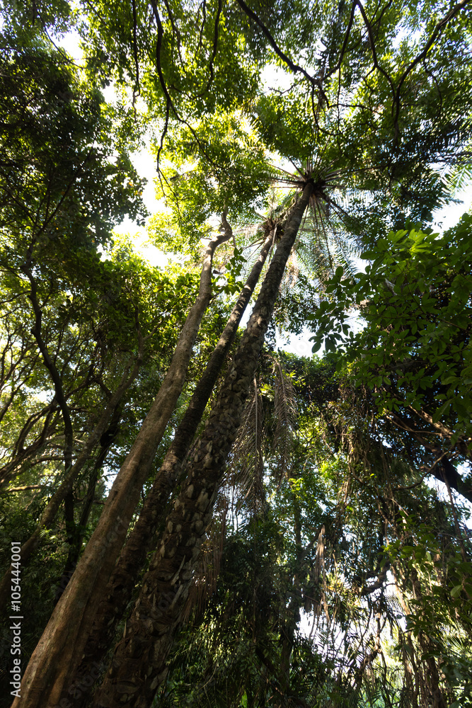 Fototapeta premium Palm oil tree