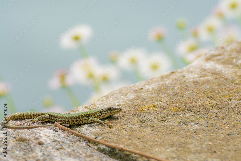 Naklejka premium Smaragdeidechse am Lago Maggiore, Italien