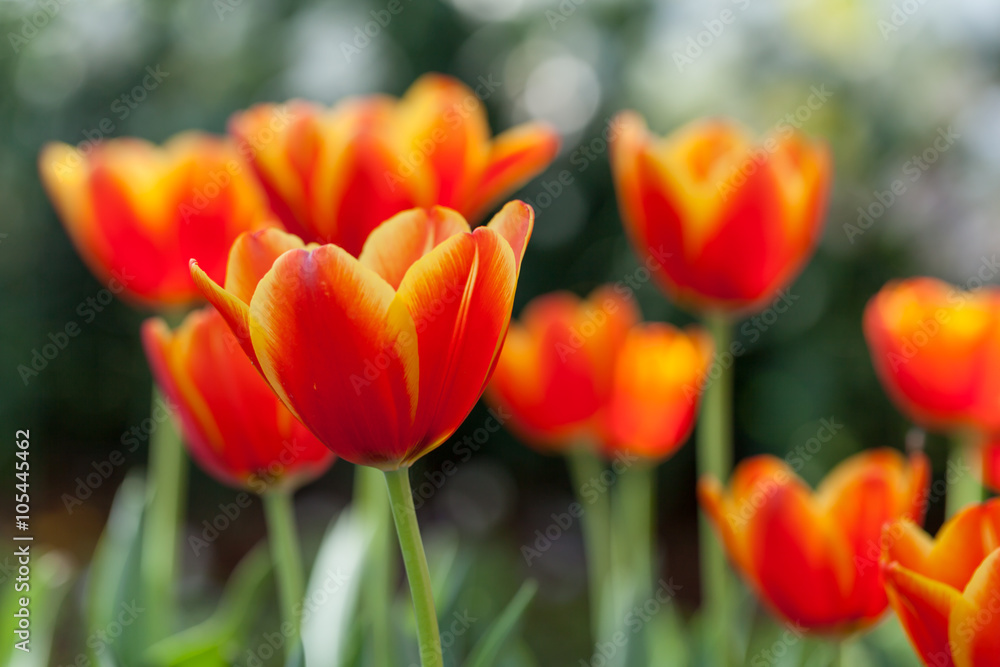 Beautiful orange tulips planted in the garden decorations.