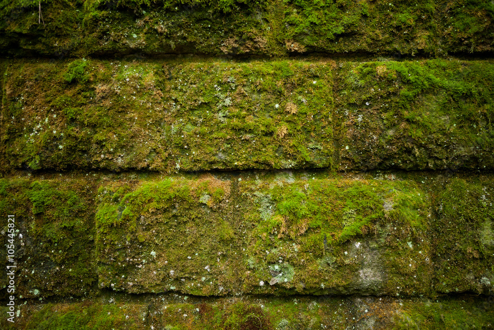 Moss on stone blocks wall