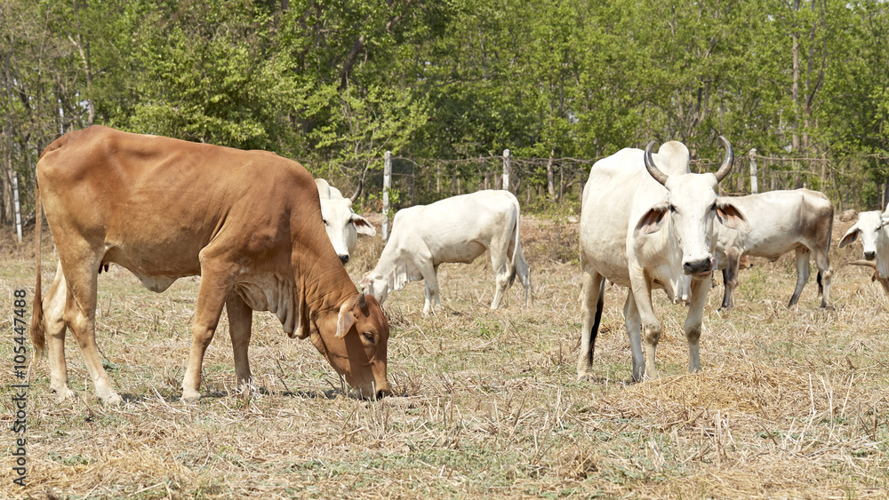 Herd of cows , thailand