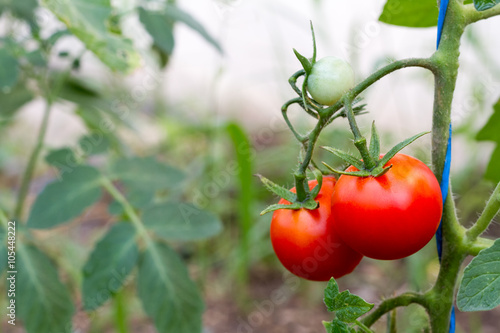 ripe red cherry tomatoes on the vine. Solanum lycopersicum var cerasiforme growing on a branch, among the green leaves of the plant 