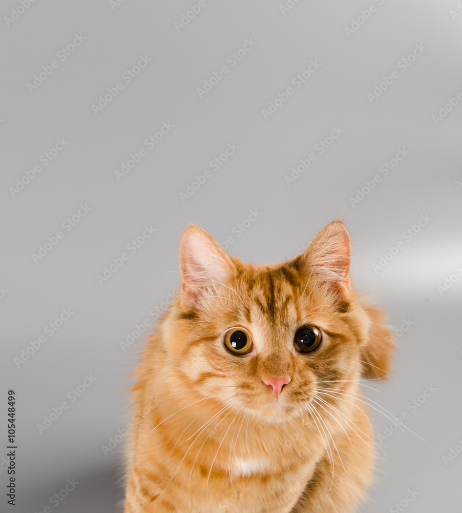 Red cat looking starring in the camera surprised Red cat looking starring in the camera surprised