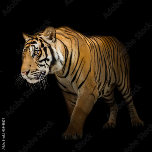 Siberian tiger