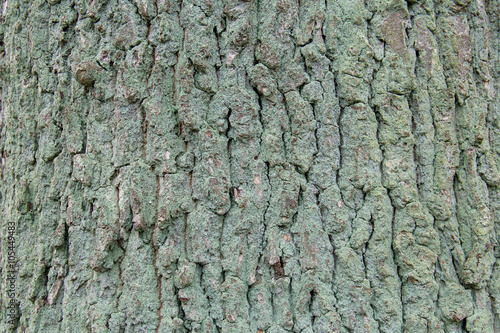 dark cracked tree bark covered