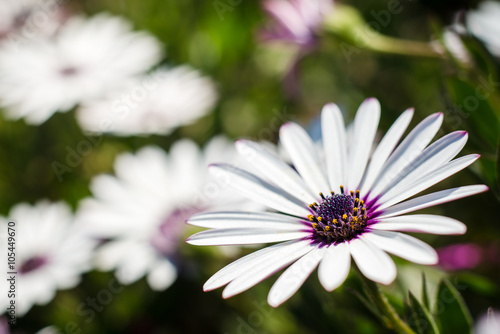 Fototapeta Naklejka Na Ścianę i Meble -  White flower with purple center of Osteospermum fruticosum.