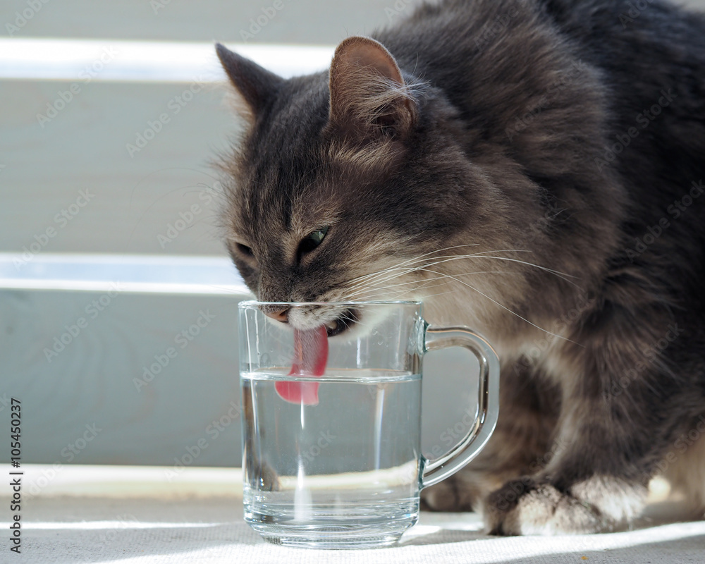The cat drinks water from a glass. Cat large, gray. Cat lapping water pink tongue. The water is