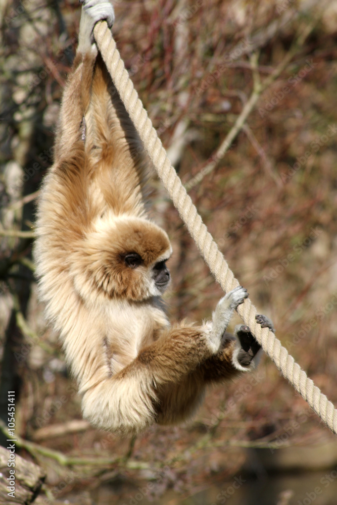 Naklejka premium gibbon 15032016