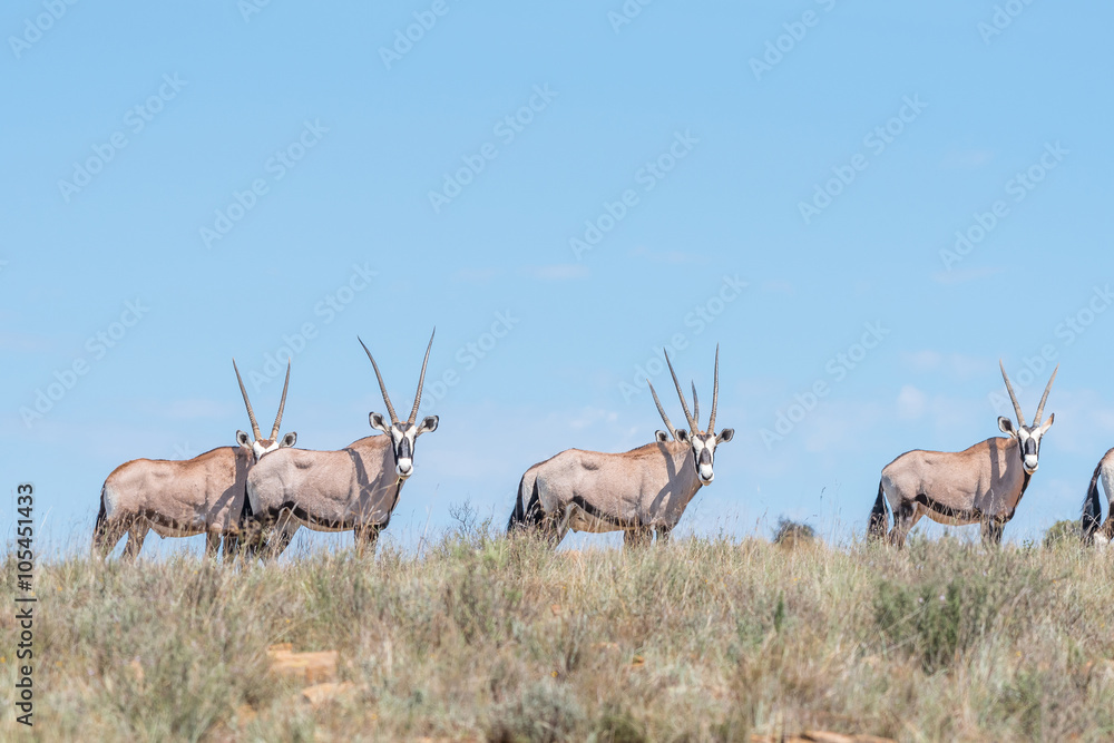 Oryx herd in the Mountain Zebra National Park Oryx herd in the Mountain Zebra National Park