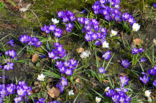 Crocus vernus 'Grand Matre' flowering photo