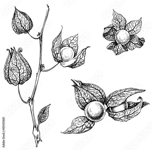 Physalis set, vector illustration