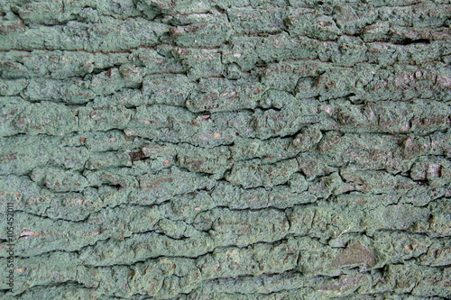 dark cracked tree bark covered